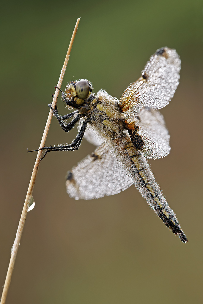 Il ritrovamento: libellula quadrimaculata