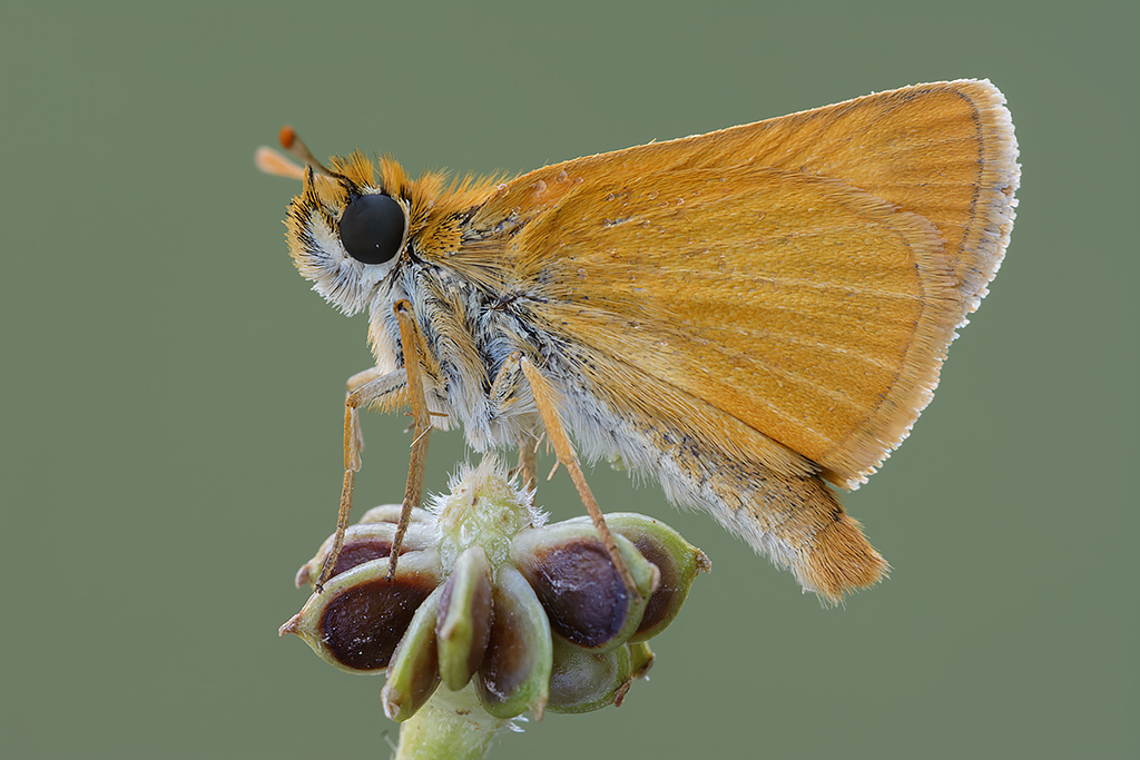 Thymelicus sylvestris