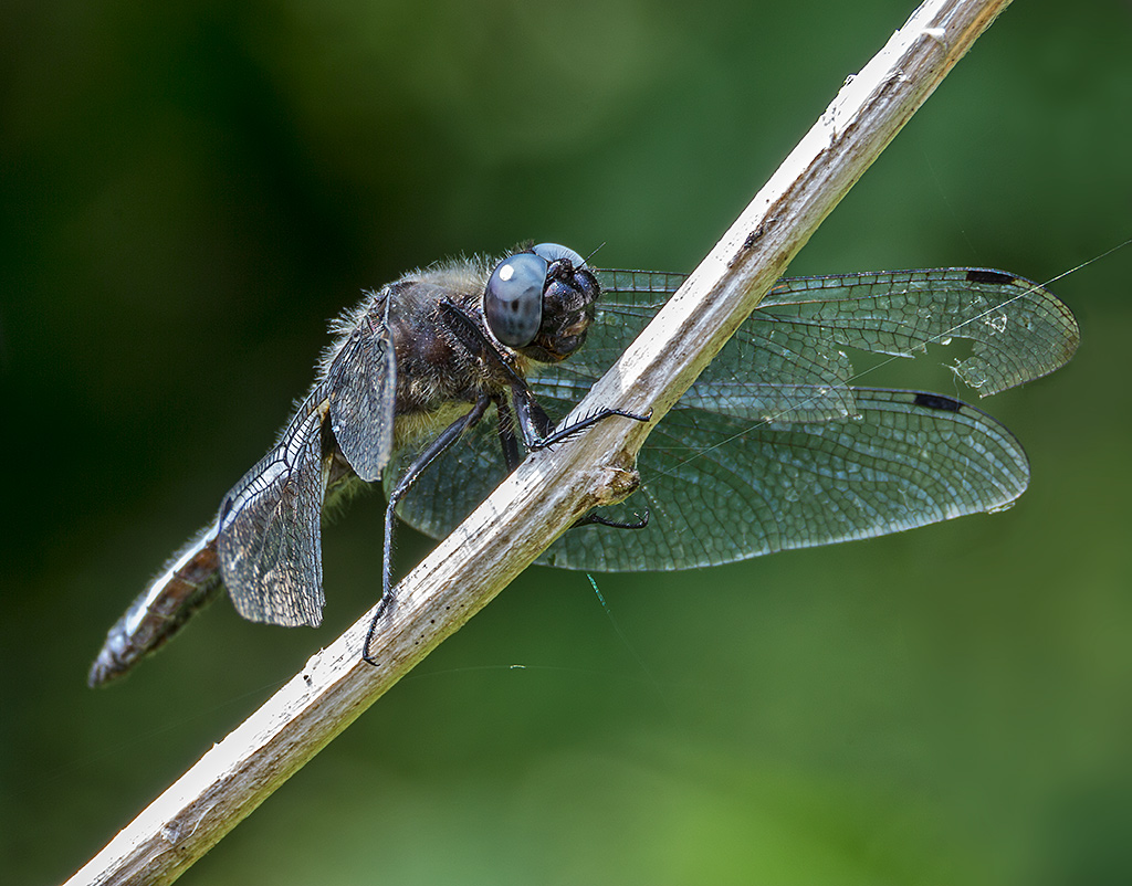 Libellula Fulva