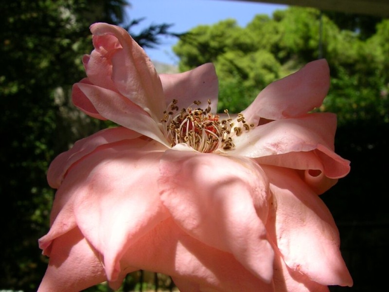 fiore rosa