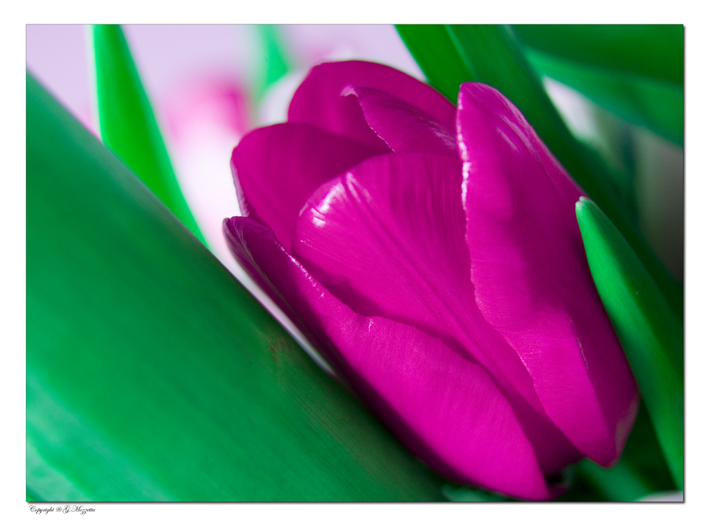 Esperimento in Macro con Tubi di Prolunga