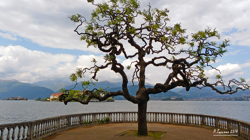 Albero sul Lago Maggiore
