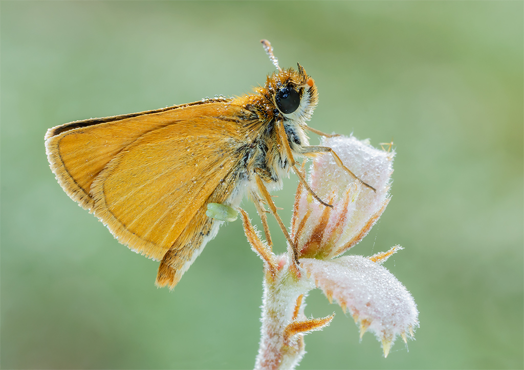 Tymelicus  Sylvestris...