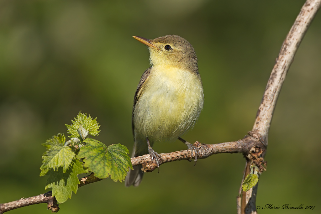 Canapino (Hippolais polyglotta)