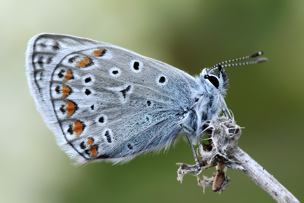 Polyommatus