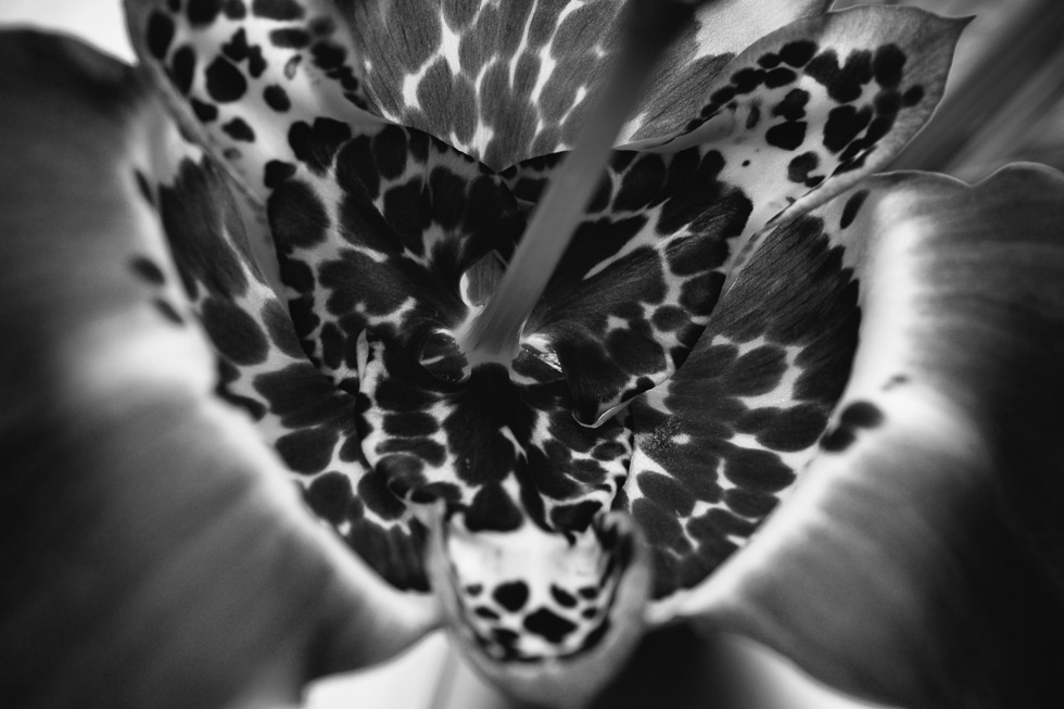 Tigridia Pavonia close-up