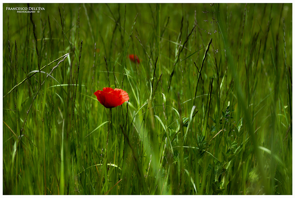 ROSSO IMMERSO NEL VERDE