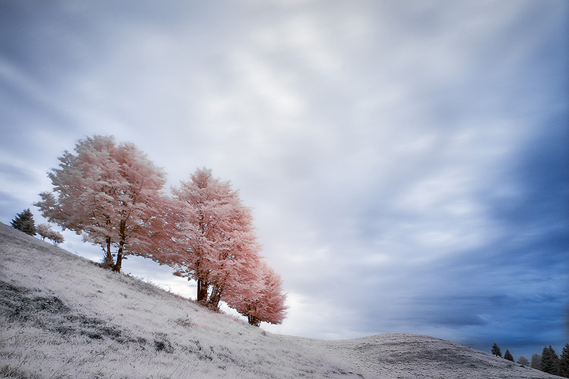 La Collina dei Ciliegi
