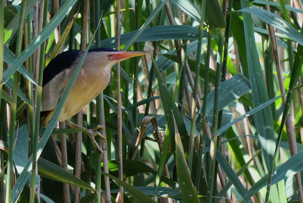 il tarabusino (Ixobrychus minutus)