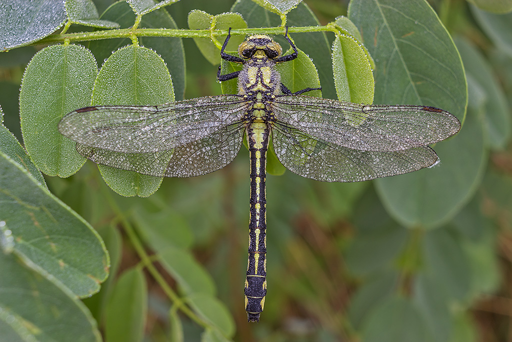 Libellula Swarowski