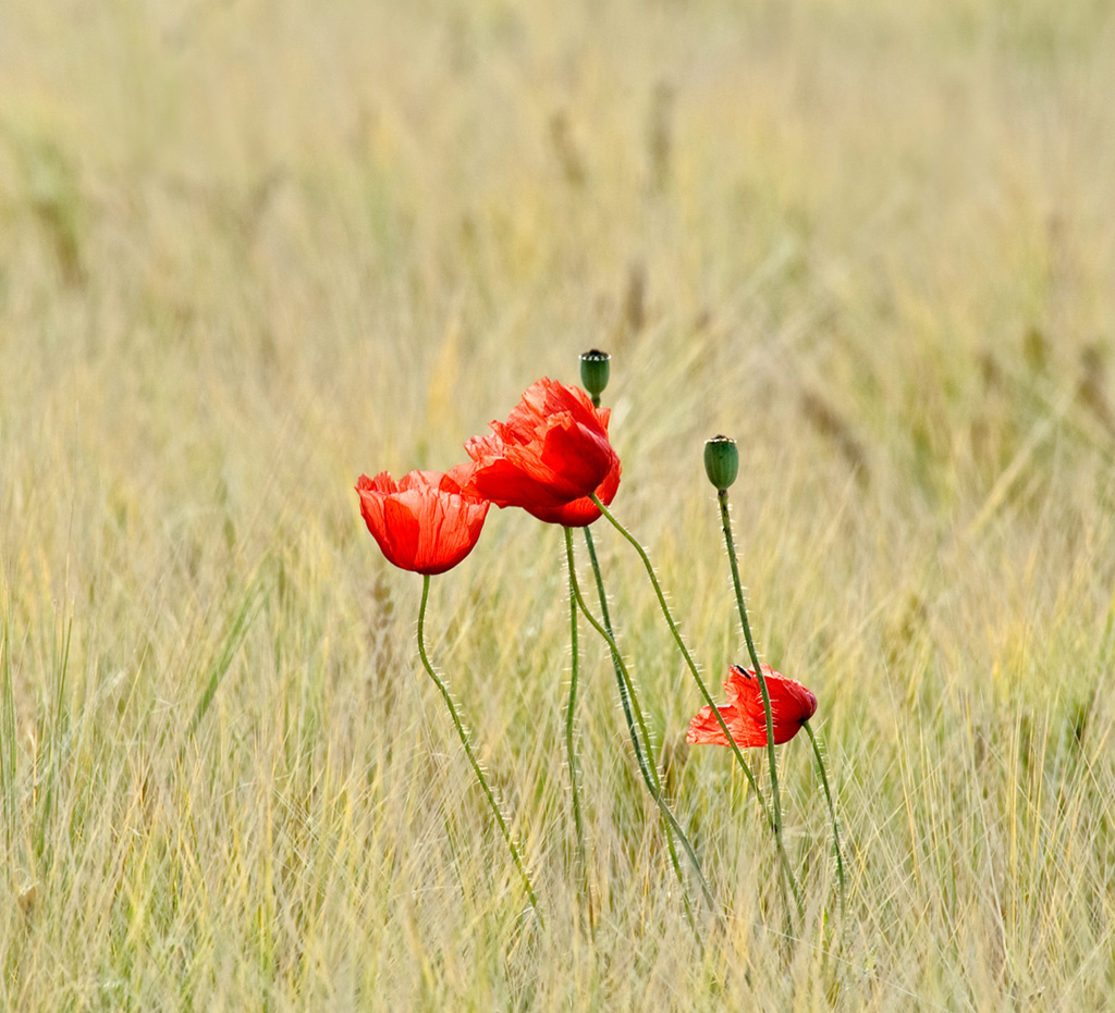 accarezzati dal vento..