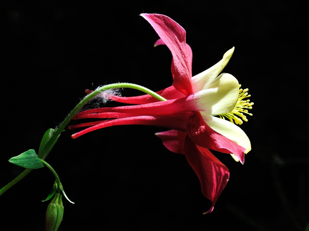 Aquilegia