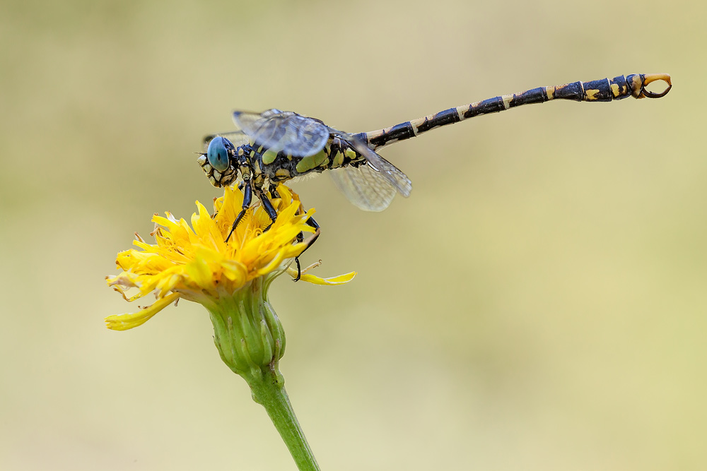 Onychogomphus forcipatus
