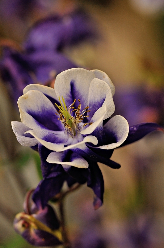 Aquilegia 3