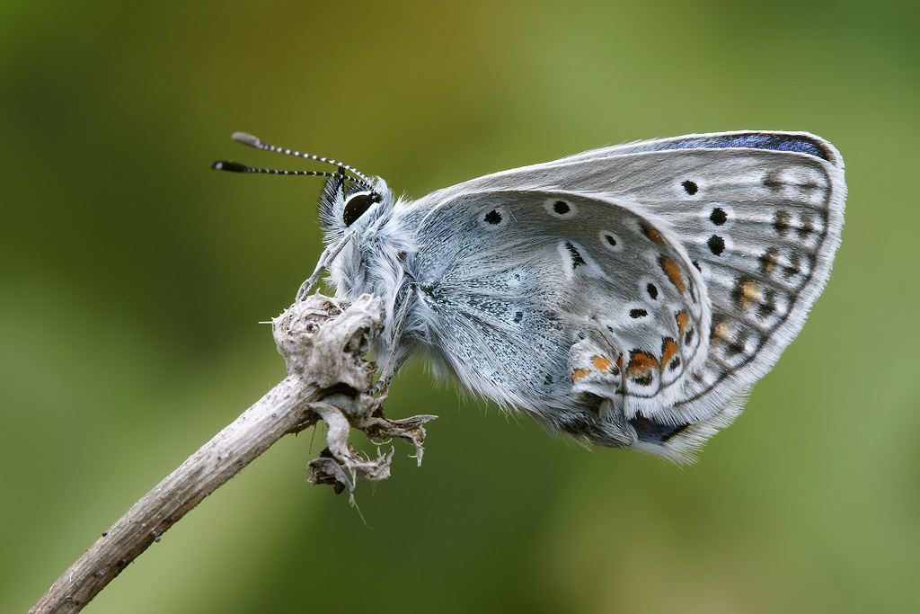 Polyommatus ( lato b )