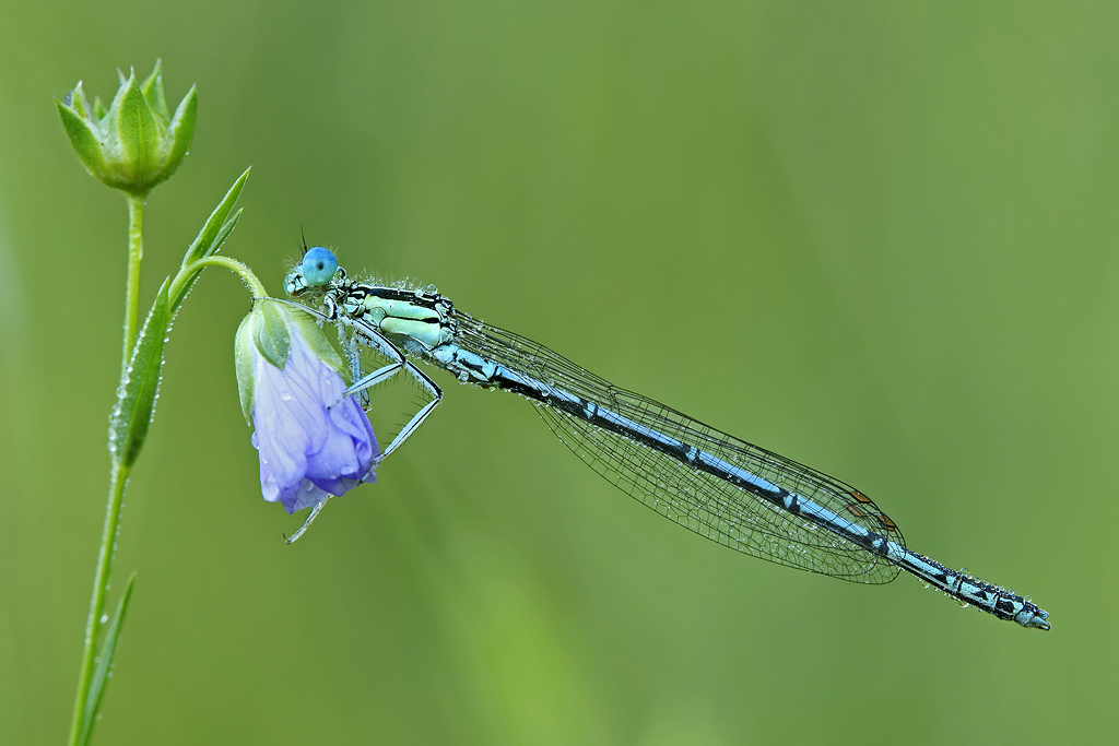 Platycnemis Pennipes