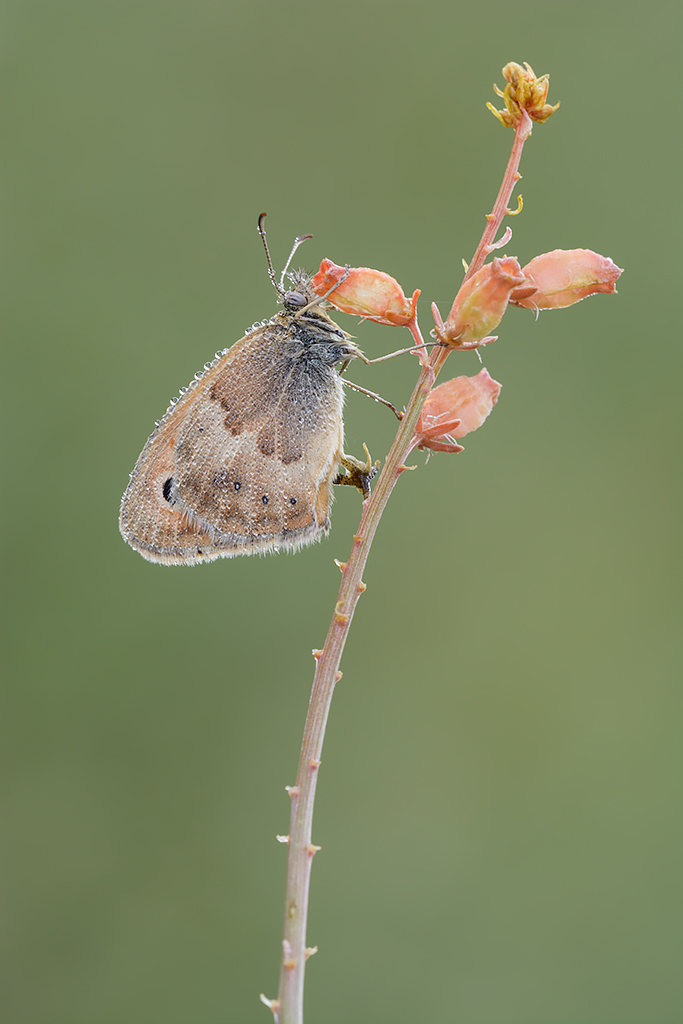 Coenonympha pamphilus