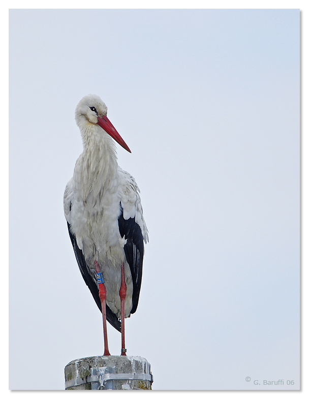 Cicogna, non in cattivit�...