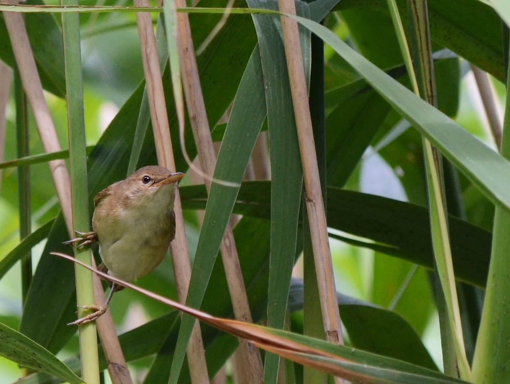 cannaiola (Acrocephalus scirpaceus)