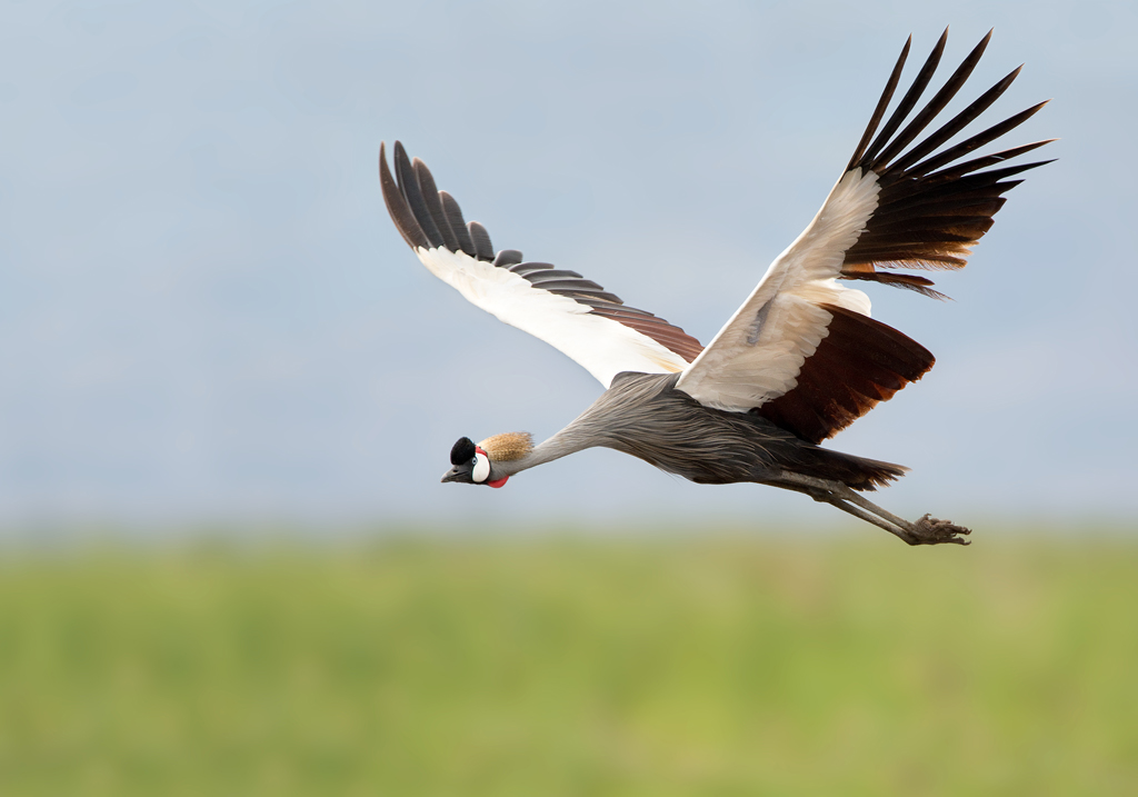 Gru incoronata al volo