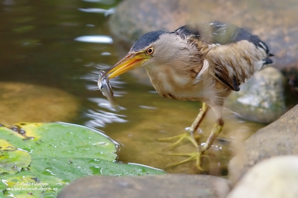 Tarabusino con preda