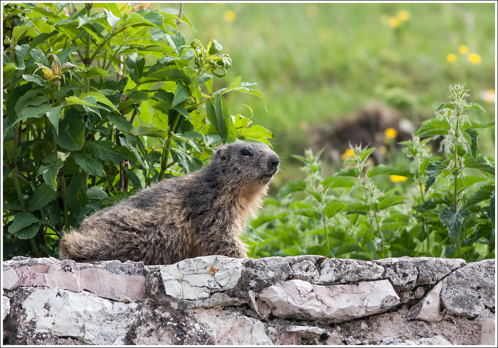 Guardiana del tempo.