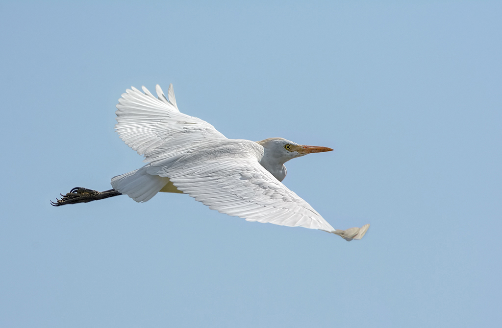 Airone guardabuoi (Bubulcus ibis)