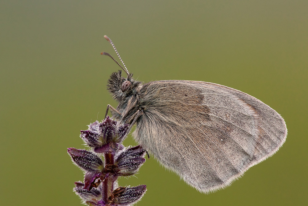 Coenonympha pamphilus