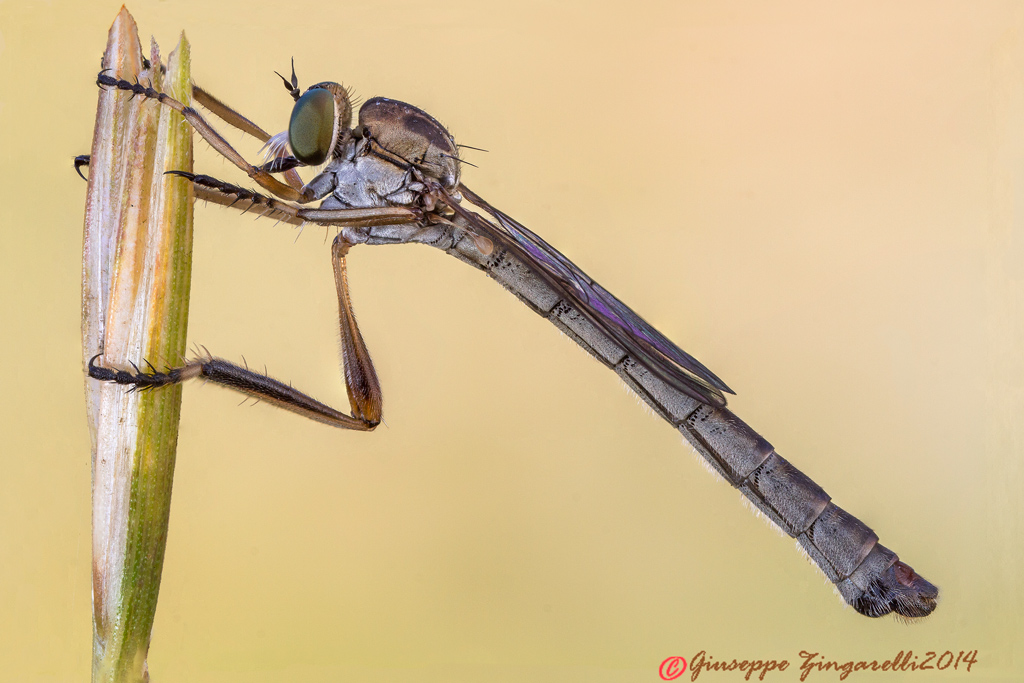 Asilide  Leptogaster2