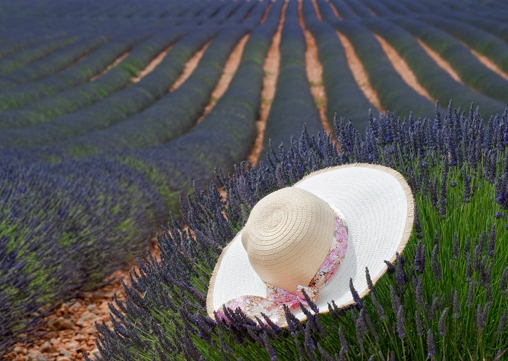 Provenza lavanda