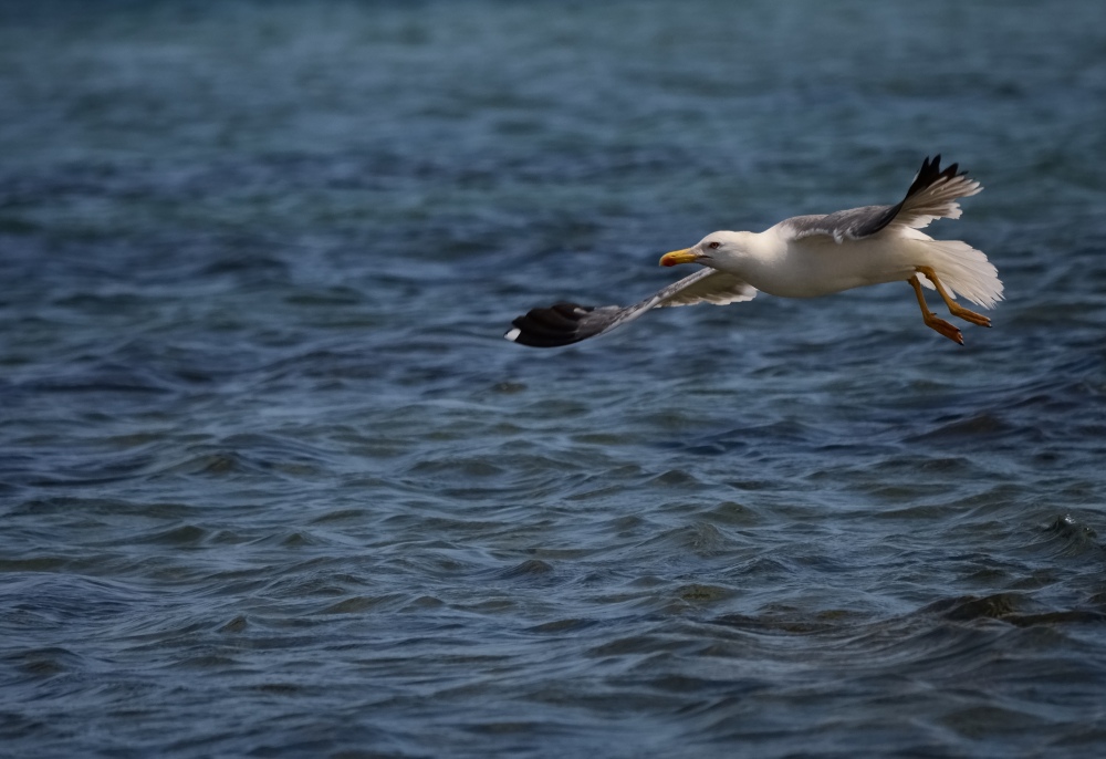 Gabbiano reale mediterraneo (Larus michahellis)