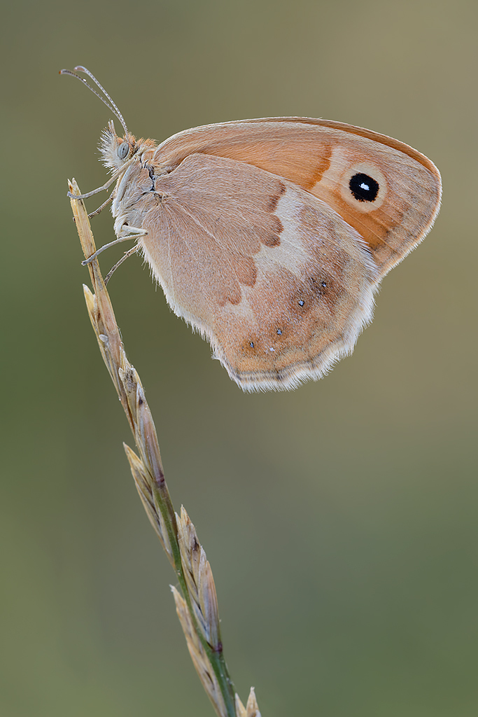 Coenonympha pamphilius lyllus