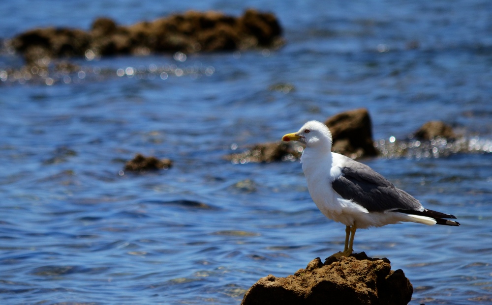 Gabbiano reale mediterraneo (Larus michahellis) 2