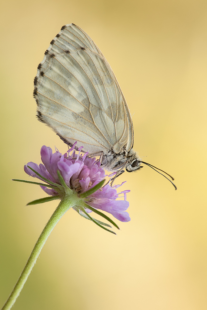 Melanargia galathea f. leucomelas