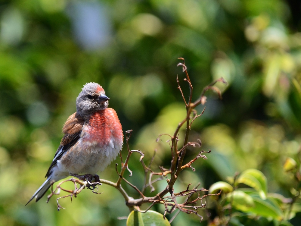 Fanello (Linaria cannabina)