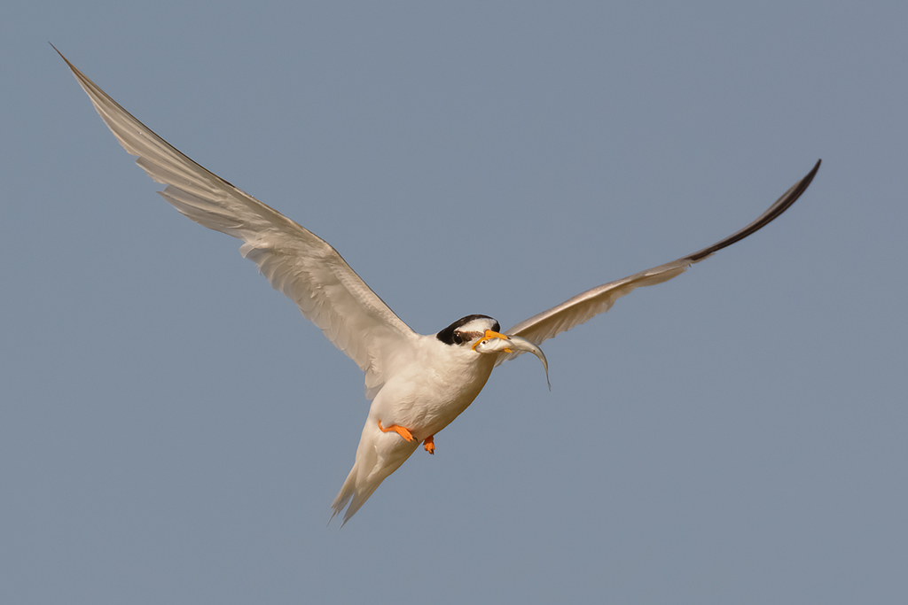 Questo lo porto alla morosa...