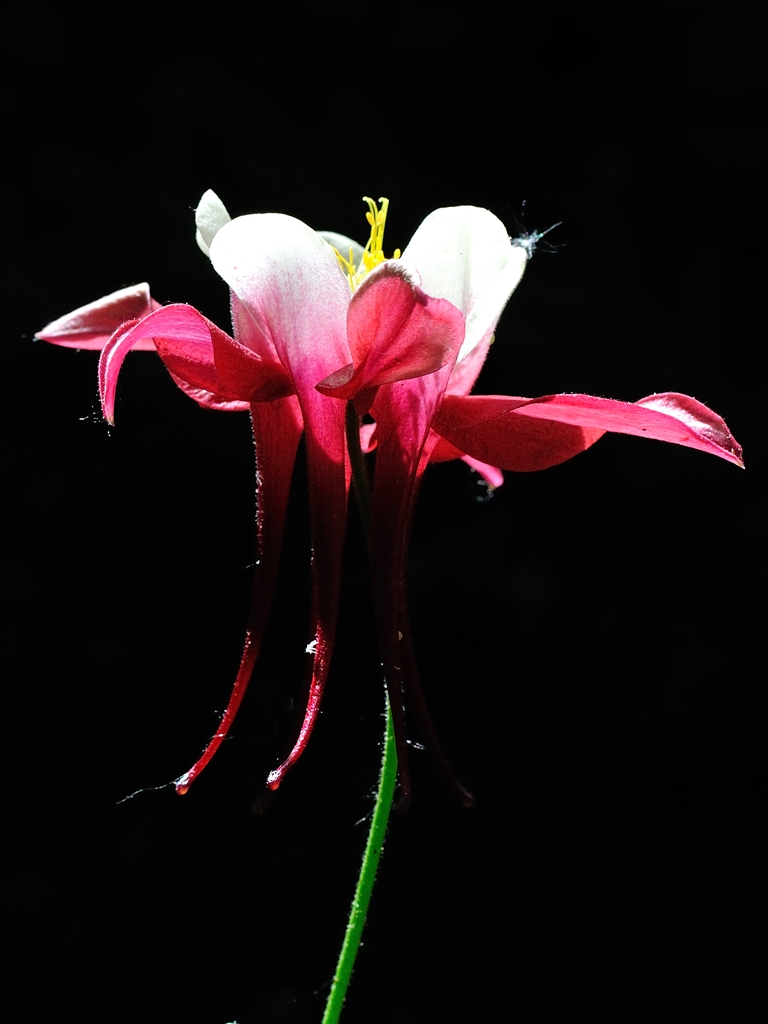 Aquilegia5
