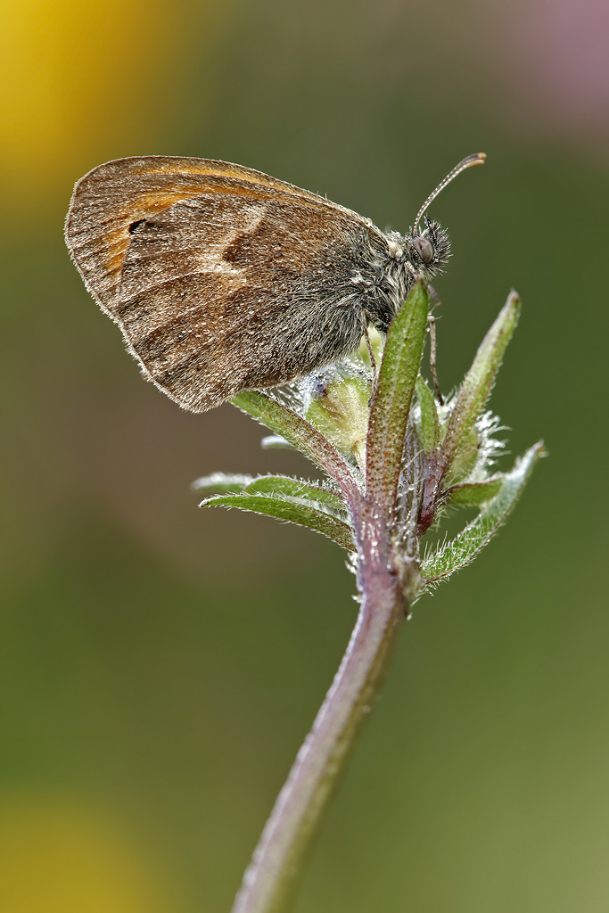 Coenonympha pamphilus