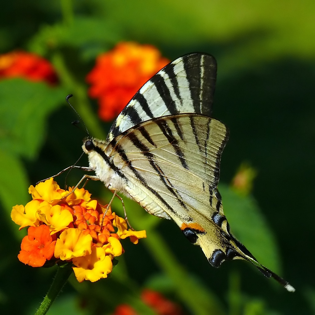 *** L'� semper l� ***