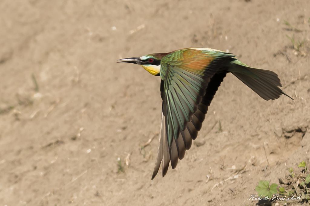 il volo del gruccione