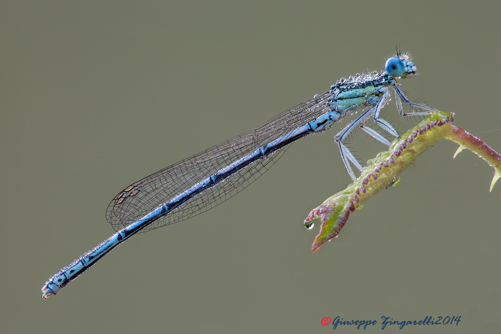 Platycnemis pennipes