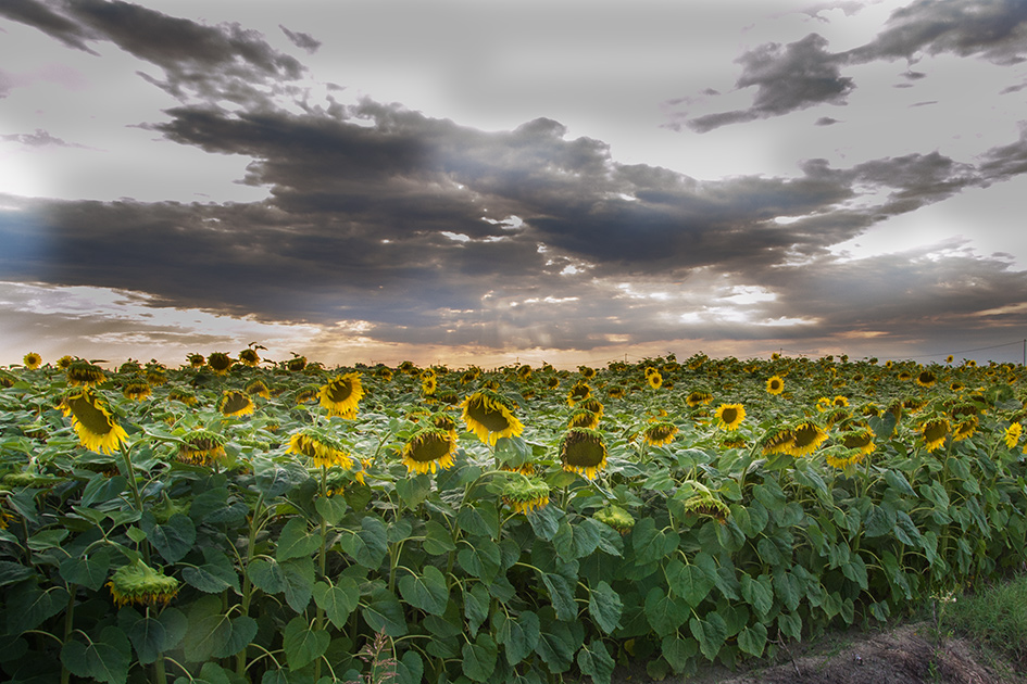 In mezzo ai giarasoli