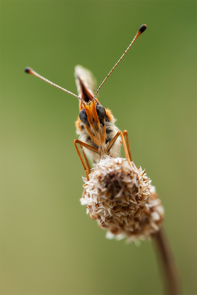 Melitaea didyma