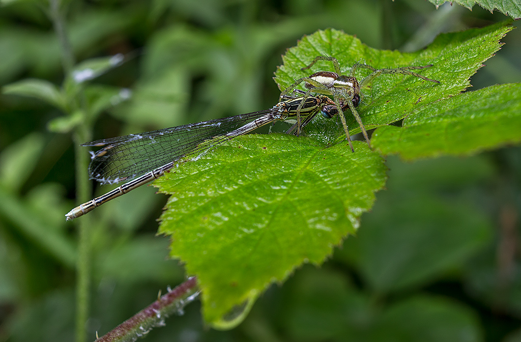 La bella e la bestia