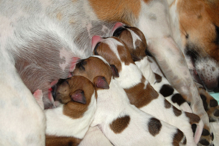 in sala da pranzo...