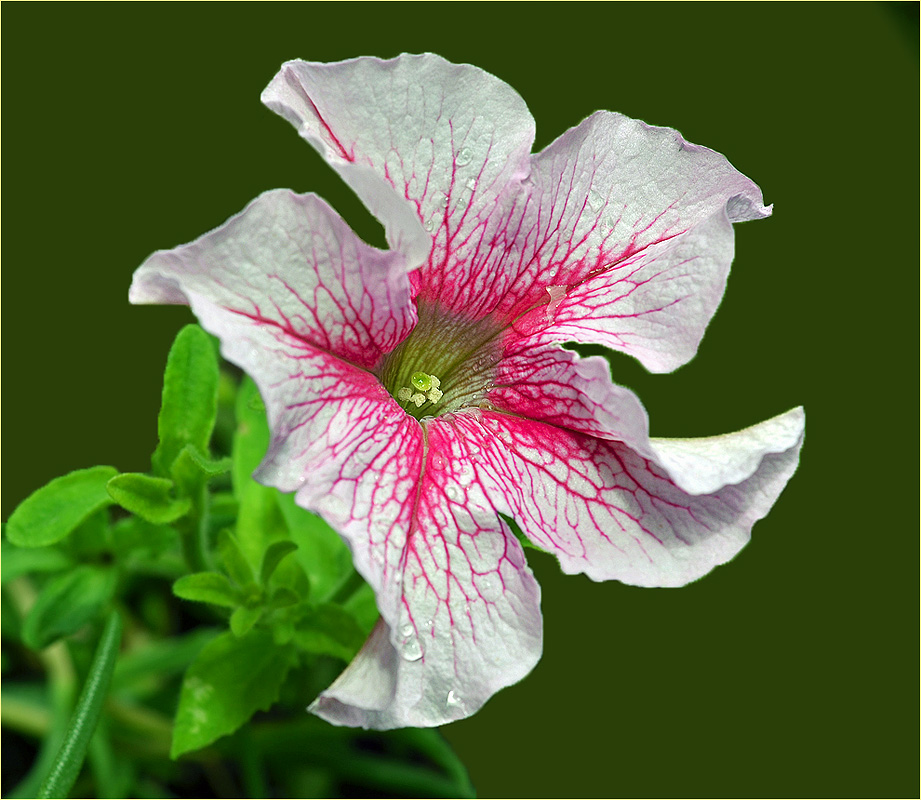 petunia(1)