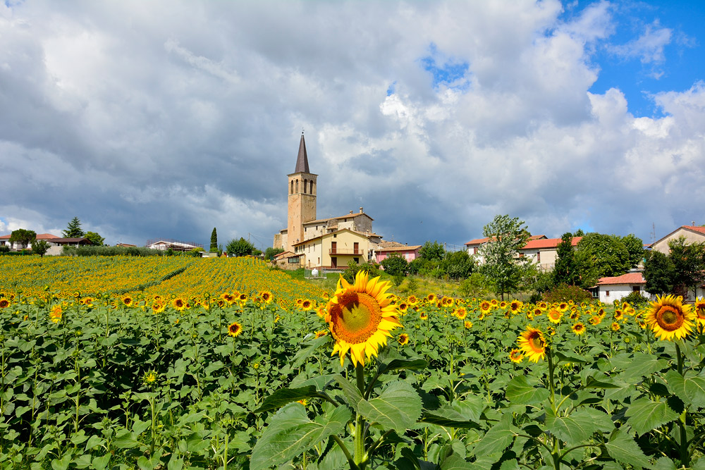 La chiesetta dei girasoli in una ventosa giornata di luglio