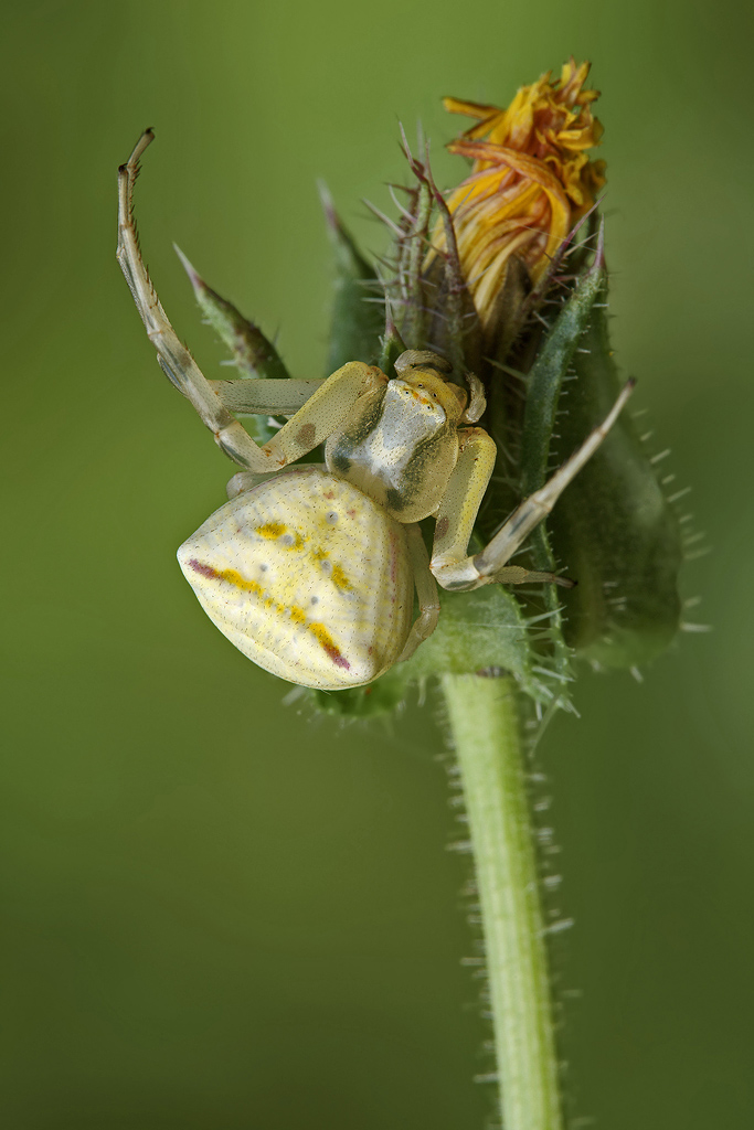 Thomisus onustus (thomisidae)