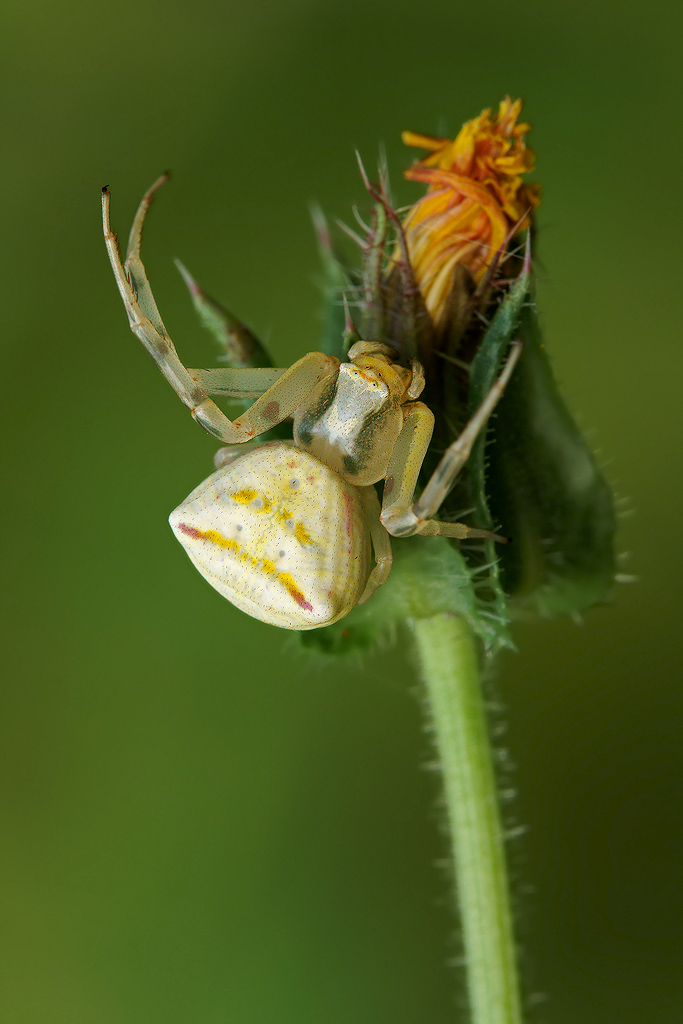 Thomysus onustus ( altro file )