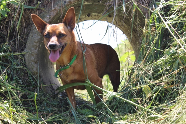 a caccia di lucertole